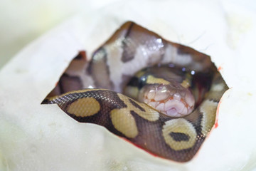 Naklejka premium ball python on a brown wood color.Purple Albino Ball Python on white background, Snake egg.