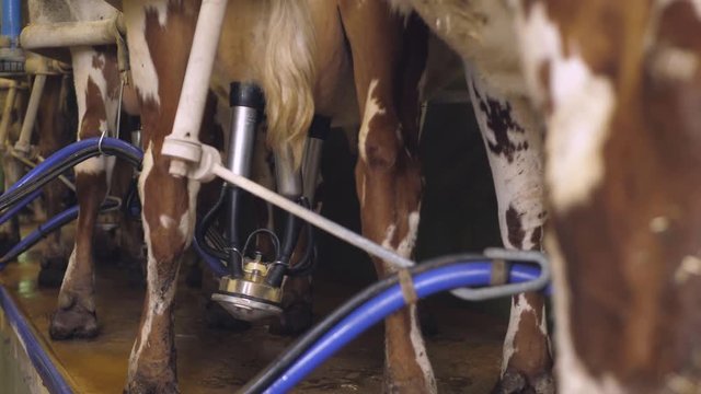 milking cows with a milking machine
