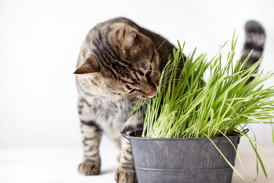 Tabby cat eats fresh green grass. Cat grass. Useful food for animals