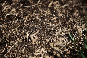 Anthill into the earth among soil and green plants