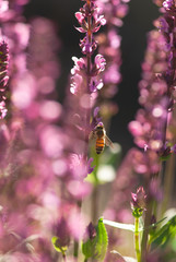 Bee On Pink Salvia Flower