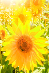 Obraz premium a field of blooming sunflowers against a colorful sky