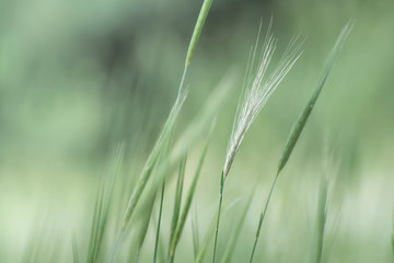 Young barley ears on blurry nature background. Sunlight and lens flare.