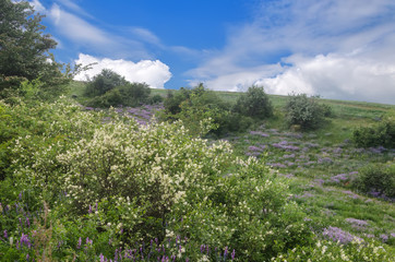 summer wild flower in grass