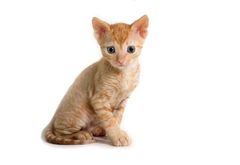 Beautiful curly-haired kitten Ural Rex sits right in front of the camera and looks forward, isolated.