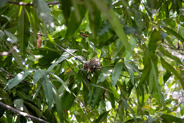 Oriental Magpie-Robin (Copsychus saularis) Birds nest made from tree branches and with feathers. Nest on the mango tree.