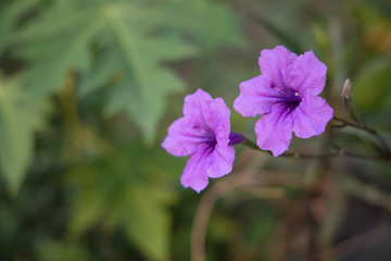 Fototapeta premium Close up blooming purple flower of Ruellia tuberosa flower or minnieroot , fever root, snapdragon root and sheep potato.