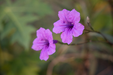 Close up blooming purple flower of Ruellia tuberosa flower or minnieroot , fever root, snapdragon root and sheep potato.