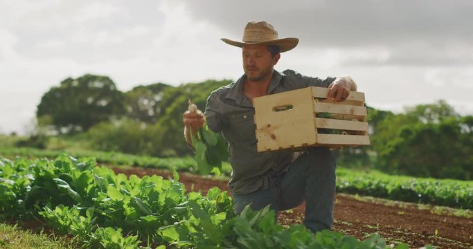 Young farmer harvesting turnip crops on organic farm, sustainable agriculture farming concept