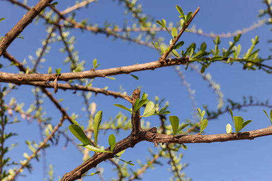 Close up Young leaves of Calabash Tree and have blue sky background.