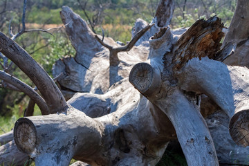 Close up dry old uprooted tree lies on ground in nature