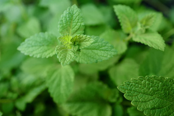 Fototapeta na wymiar Background with a bush of green mint