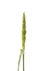 The green Flowering Grass that that looks like Sheaves of rice isolate on white background.