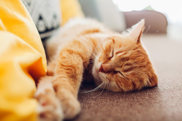 Ginger cat sleepng on couch in living room surrounded with cushions