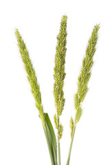 Fototapeta premium Three green Grass Flower that looks like Sheaves of rice isolate on white background and have copy space.