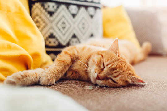 Ginger cat sleepng on couch in living room surrounded with cushions