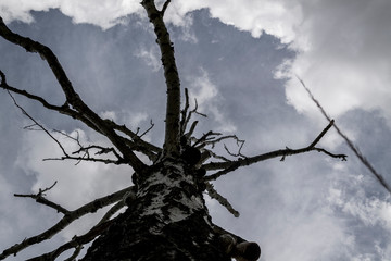 lonely dry tree on a background of gray clouds, view from the bottom, gloomy background 