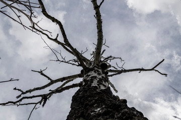 lonely dry tree on a background of gray clouds, view from the bottom, gloomy background 