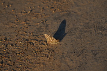 Crazy butterfly