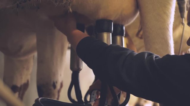 milking cows with a milking machine