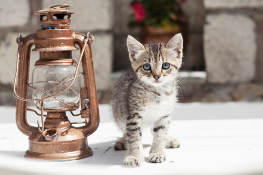 baby cat Anatolia tekir 