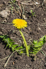 Yellow dandelion flower with green leaves and a bud grows on a brown soil background