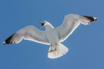 The albatross (Diomedea) close-up