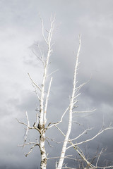 lonely dry tree on a background of gray clouds, view from the bottom, gloomy background 