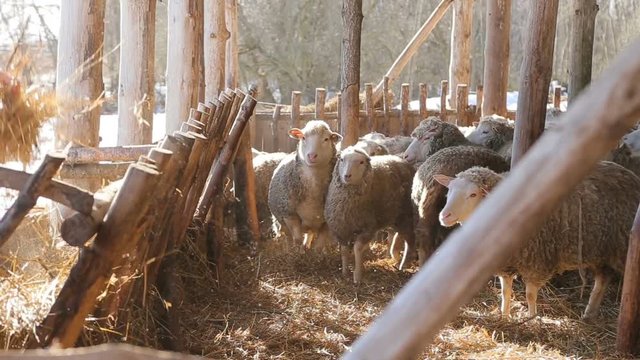 high-quality fresh hay - healthy nutrition for sheep - the key to a successful farmer -organic and natural long-term farming sheeps and lambs in morning sunlight