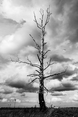 lonely dry tree on a background of gray clouds, view from the bottom, gloomy background 
