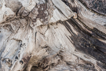 Old wood texture 