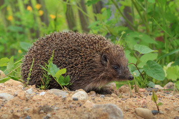 European Hedgehog, Erinaceus europaeus, close-up.  Prickly forest hedgehog sitting on a pile of...