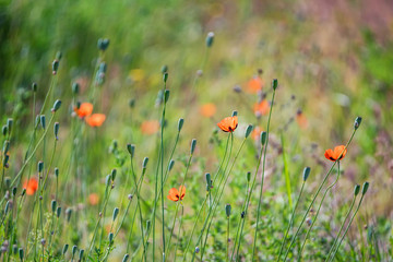 Poppy field with lots of beautiful red flowers