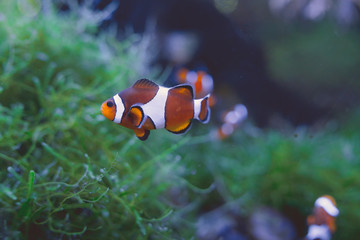 Clown fish in tank Several tropical clown fish swimming in aquarium with green seaweed