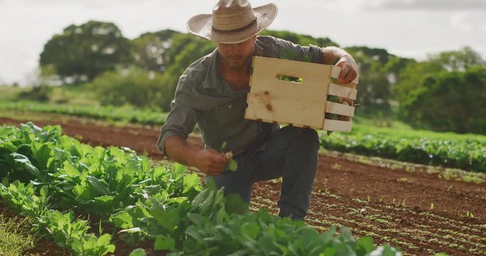 Young farmer harvesting turnip crops on organic farm, sustainable agriculture farming concept