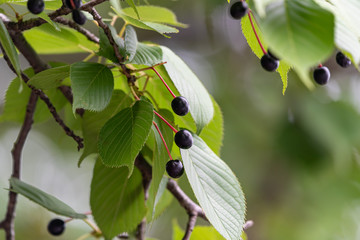 Cherry fruit of Prunus speciosa, Oshima cherry, on the branch