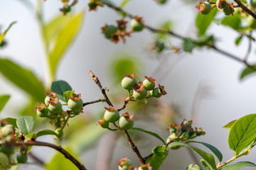 Young fruits of blueberry, on the branch