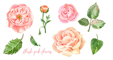 Watercolour hand painted floral set. Blush pink ranunculus, english roses and green leaves, isolated.
