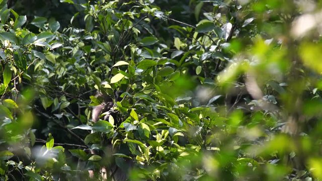 Dusky leaf monkeys or Dusky Langur eating leaves in the rain forest , Thailand., Lockdown.