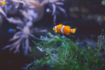 Clown fish in tank Several tropical clown fish swimming in aquarium with green seaweed