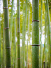 Bamboo tree in Arashiyama park in Japan. Natural background of Asian forest