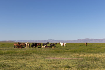 Herd of Wild Horses in the Utah Desert in Spring