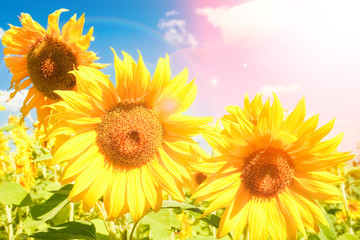 a field of blooming sunflowers against a colorful sky