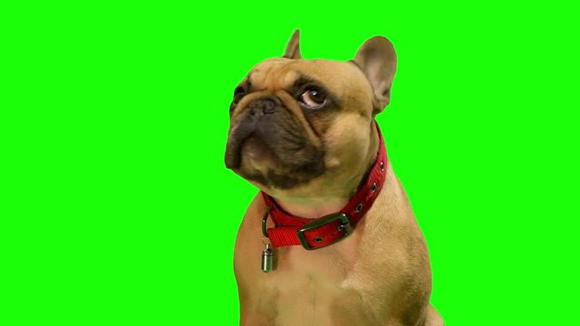 french bulldog chroma key green screen blinking