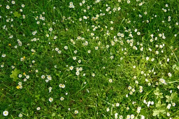 Schilderijen op glas daisy flowers in a lush grass © chrupka