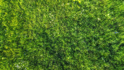  field of grass and rural flowers. drone shot, bird's-eye, aerial, top view. natural green...