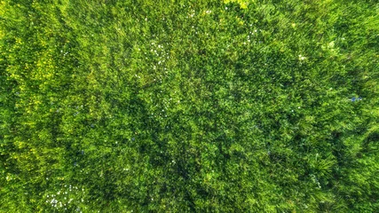 Wallpaper murals Grass  field of grass and rural flowers. drone shot, bird's-eye, aerial, top view. natural green background