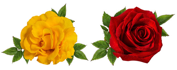Yellow and red roses isolated on white background with clipping path