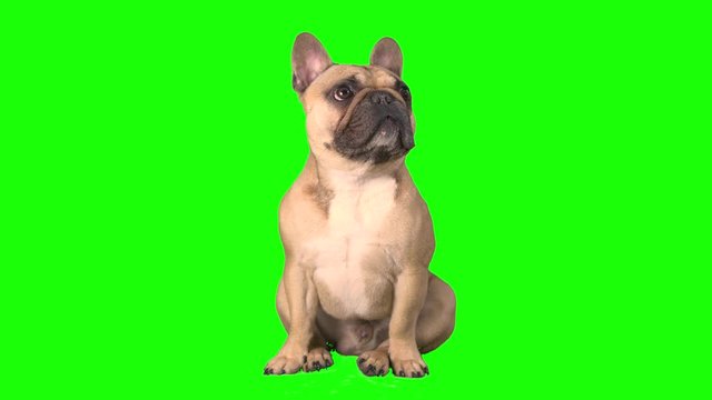 French bulldog chroma key green screen