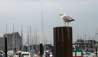seagull at the marina